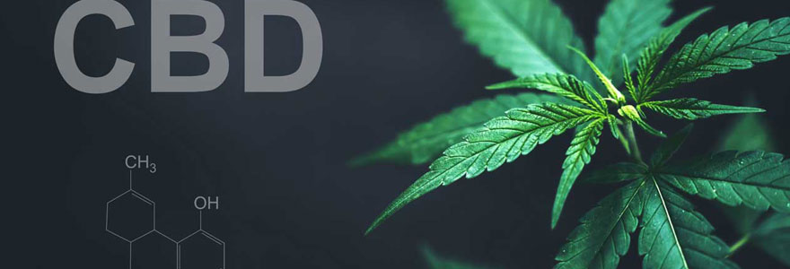 Cannabidiol CBD