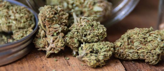 Fleurs de CBD